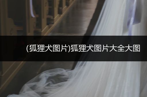 （狐貍?cè)畧D片)狐貍?cè)畧D片大全大圖