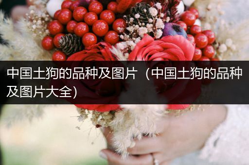 中國土狗的品種及圖片（中國土狗的品種及圖片大全）