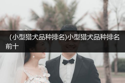 （小型獵犬品種排名)小型獵犬品種排名前十