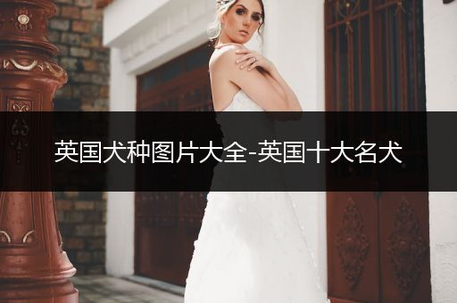 英國犬種圖片大全-英國十大名犬
