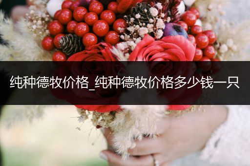 純種德牧價格_純種德牧價格多少錢一只