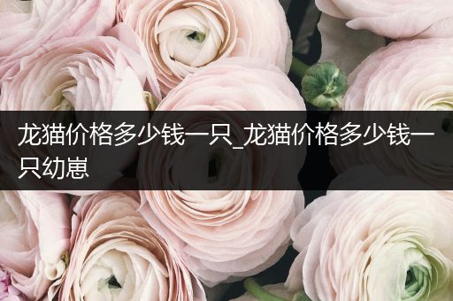 龍貓價格多少錢一只_龍貓價格多少錢一只幼崽
