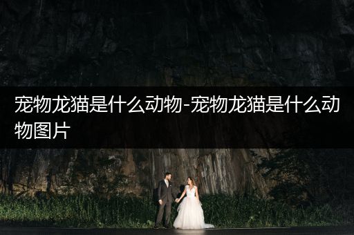 寵物龍貓是什么動物-寵物龍貓是什么動物圖片