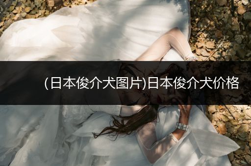 （日本俊介犬圖片)日本俊介犬價格