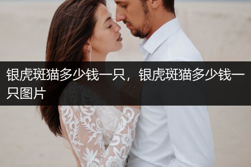 銀虎斑貓多少錢一只，銀虎斑貓多少錢一只圖片