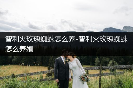 智利火玫瑰蜘蛛怎么養(yǎng)-智利火玫瑰蜘蛛怎么養(yǎng)殖