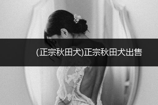 （正宗秋田犬)正宗秋田犬出售