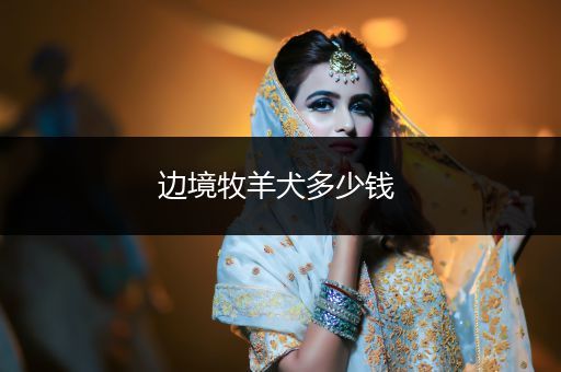 邊境牧羊犬多少錢 