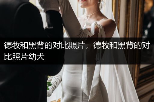 德牧和黑背的對比照片，德牧和黑背的對比照片幼犬