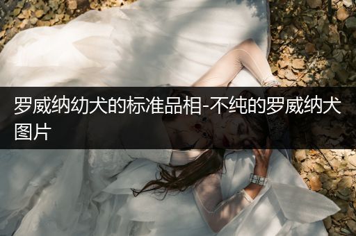 羅威納幼犬的標準品相-不純的羅威納犬圖片