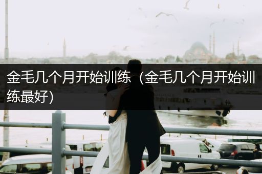 金毛幾個(gè)月開始訓(xùn)練（金毛幾個(gè)月開始訓(xùn)練最好）