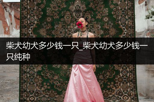 柴犬幼犬多少錢一只_柴犬幼犬多少錢一只純種