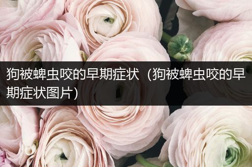 狗被蜱蟲咬的早期癥狀(狗被蜱蟲咬的早期癥狀圖片)