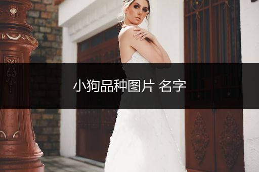 小狗品種圖片 名字
