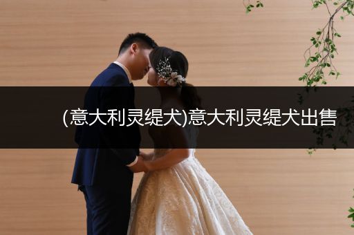 （意大利靈緹犬)意大利靈緹犬出售