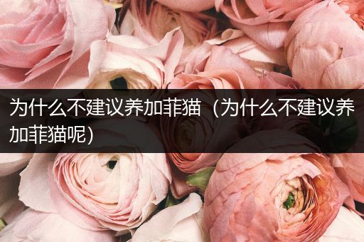 為什么不建議養(yǎng)加菲貓（為什么不建議養(yǎng)加菲貓呢）