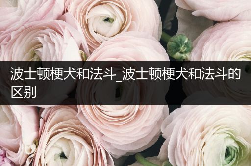 波士頓梗犬和法斗_波士頓梗犬和法斗的區(qū)別