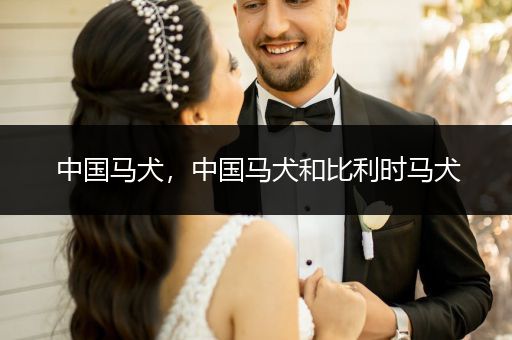 中國馬犬，中國馬犬和比利時馬犬