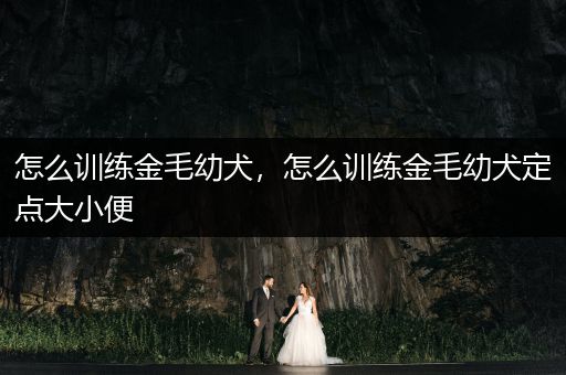 怎么訓(xùn)練金毛幼犬，怎么訓(xùn)練金毛幼犬定點大小便