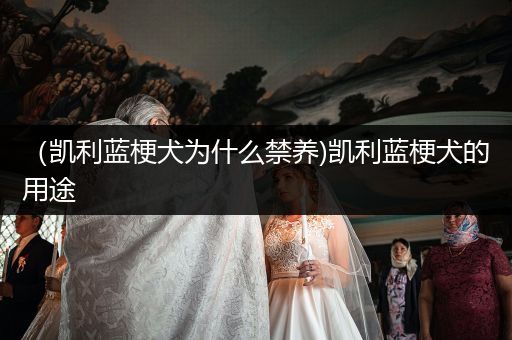 （凱利藍(lán)梗犬為什么禁養(yǎng))凱利藍(lán)梗犬的用途