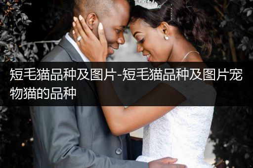 短毛貓品種及圖片-短毛貓品種及圖片寵物貓的品種