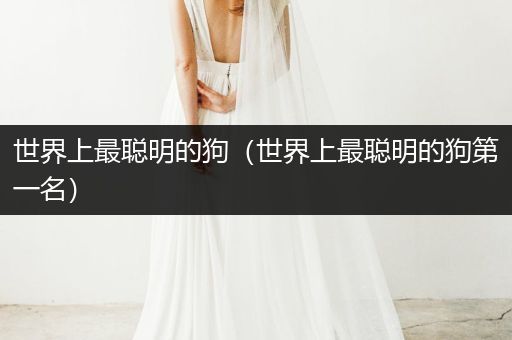 世界上最聰明的狗（世界上最聰明的狗第一名）