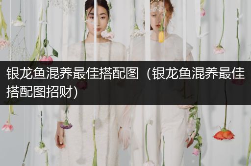 銀龍魚混養(yǎng)最佳搭配圖（銀龍魚混養(yǎng)最佳搭配圖招財(cái)）