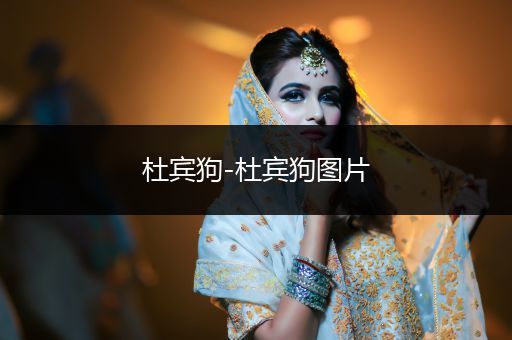 杜賓狗-杜賓狗圖片