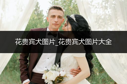 花貴賓犬圖片_花貴賓犬圖片大全