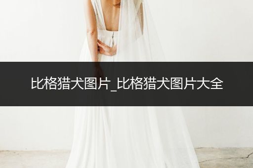 比格獵犬圖片_比格獵犬圖片大全