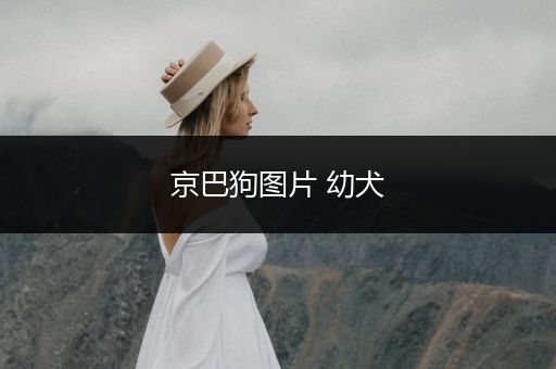 京巴狗圖片 幼犬