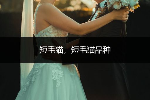 短毛貓，短毛貓品種