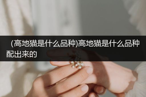 （高地貓是什么品種)高地貓是什么品種配出來(lái)的