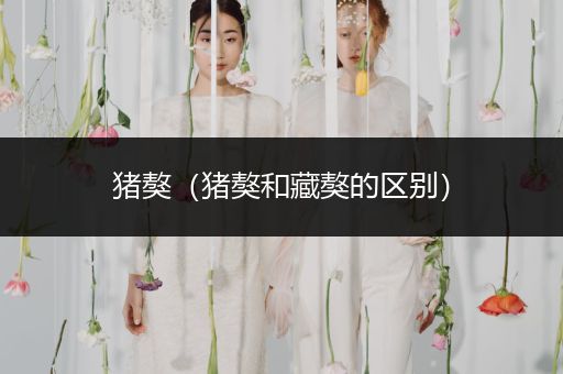 豬獒（豬獒和藏獒的區(qū)別）