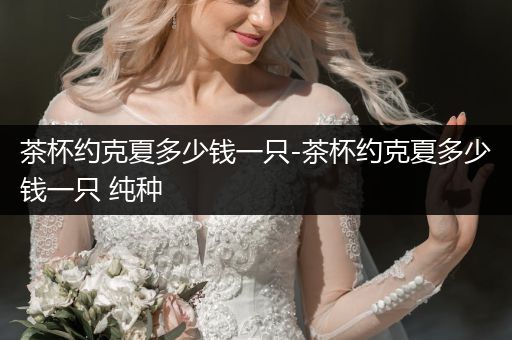 茶杯約克夏多少錢一只-茶杯約克夏多少錢一只 純種