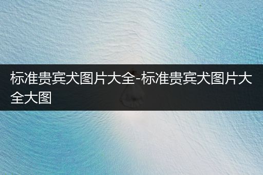 標準貴賓犬圖片大全-標準貴賓犬圖片大全大圖