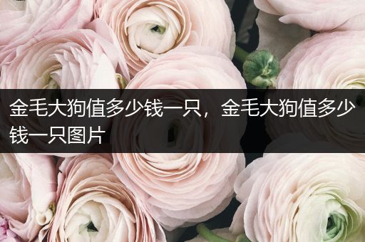 金毛大狗值多少錢一只，金毛大狗值多少錢一只圖片