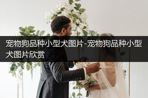 寵物狗品種小型犬圖片-寵物狗品種小型犬圖片欣賞