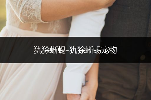 犰狳蜥蜴-犰狳蜥蜴寵物