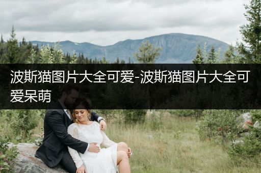 波斯貓圖片大全可愛(ài)-波斯貓圖片大全可愛(ài)呆萌