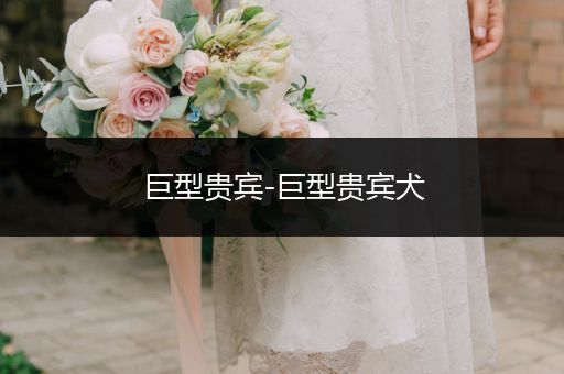 巨型貴賓-巨型貴賓犬