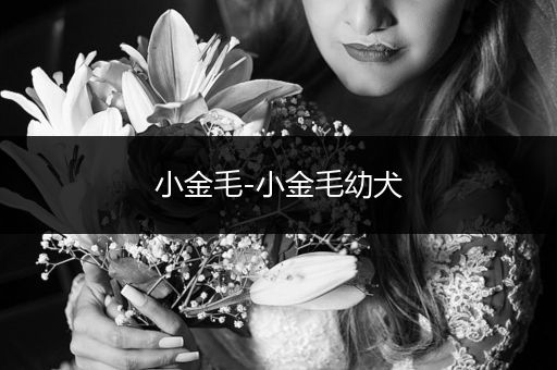 小金毛-小金毛幼犬