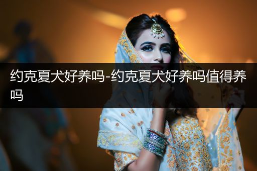 約克夏犬好養(yǎng)嗎-約克夏犬好養(yǎng)嗎值得養(yǎng)嗎