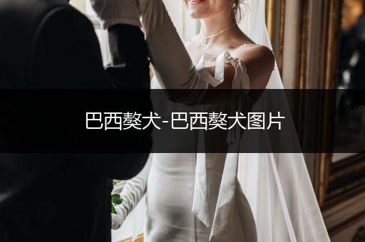 巴西獒犬-巴西獒犬圖片