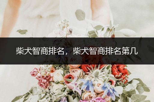 柴犬智商排名，柴犬智商排名第幾