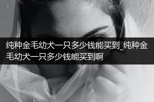 純種金毛幼犬一只多少錢能買到_純種金毛幼犬一只多少錢能買到啊