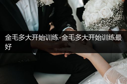 金毛多大開(kāi)始訓(xùn)練-金毛多大開(kāi)始訓(xùn)練最好