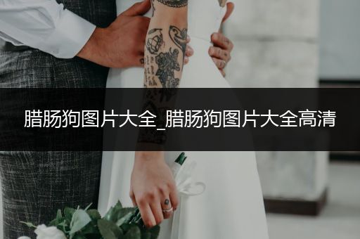 臘腸狗圖片大全_臘腸狗圖片大全高清