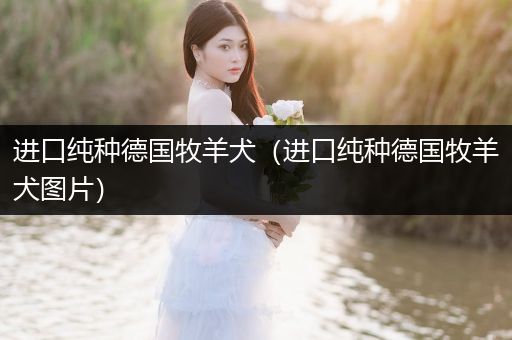 進口純種德國牧羊犬（進口純種德國牧羊犬圖片）