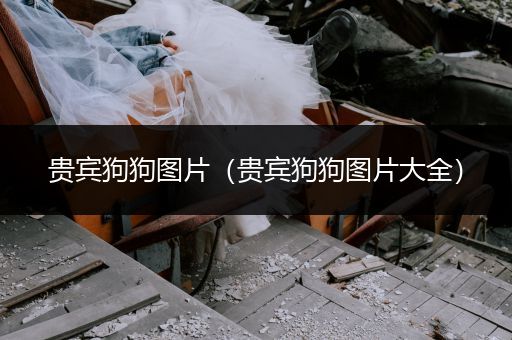 貴賓狗狗圖片(貴賓狗狗圖片大全)